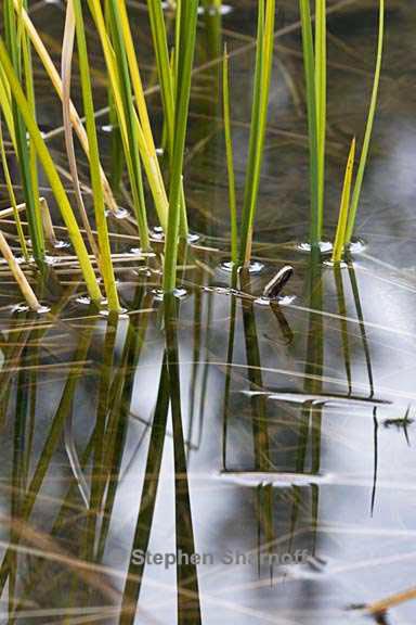 lakeshore grass 4 graphic